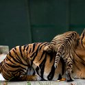slides/IMG_1349P.jpg sumatran, tiger, cub, mother, wildlife, feline, big cat, cat, predator, fur, marking, stripe, eye WBCW108 - Sumatran Tiger Cubs with Mother